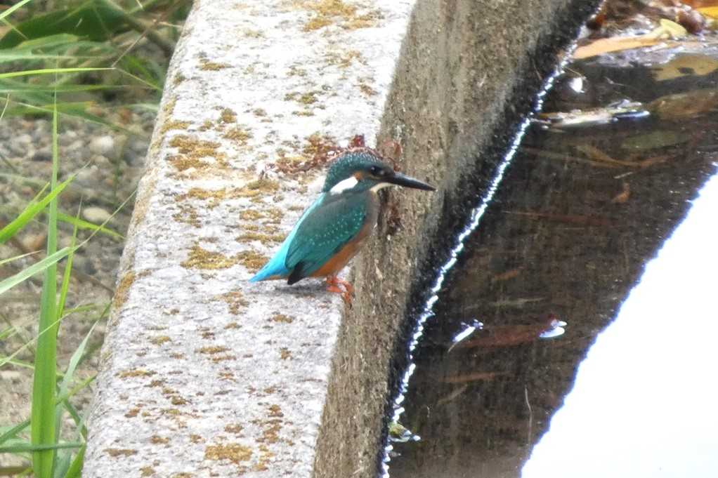 515