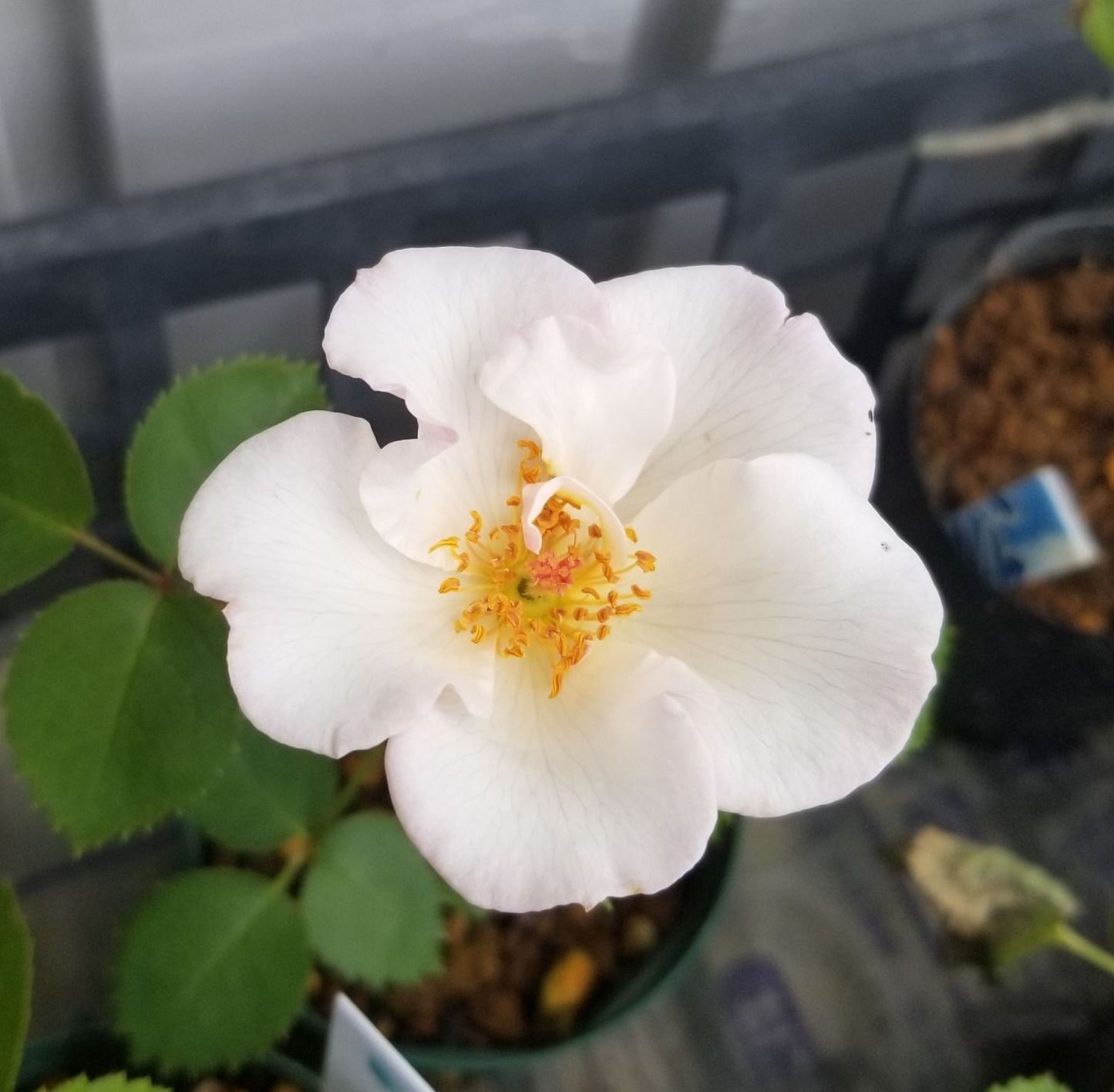 実生のバラ とりどりちょう 楽天ブログ