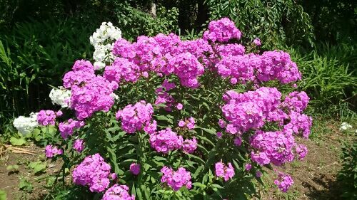 rblog-20170720084209-03.jpg