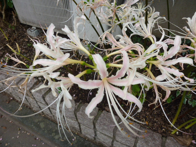 593 彼岸花、白斑入り