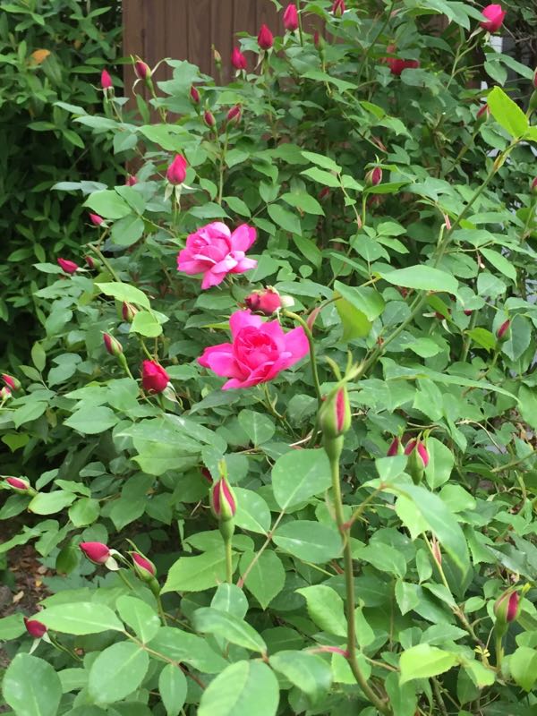 rblog-20180415200130-04.jpg
