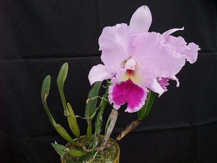 Blc. Nai Thong Leng 'No.1' FCC/JOS 20140105-3