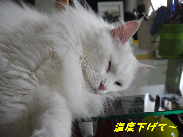 P1210570.JPG