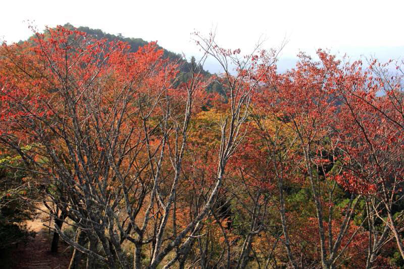 吉野山上千本_007サクラ紅葉.jpg