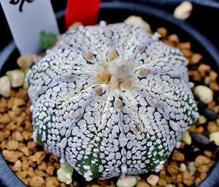 ミラクル兜とミラクル顔の兜たち・・ | ☆ガマンマの ニク・サボ栽培