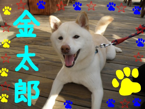 金太郎.JPG