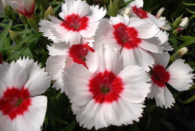 石竹の花 花と蕎麦とリハビリと 楽天ブログ