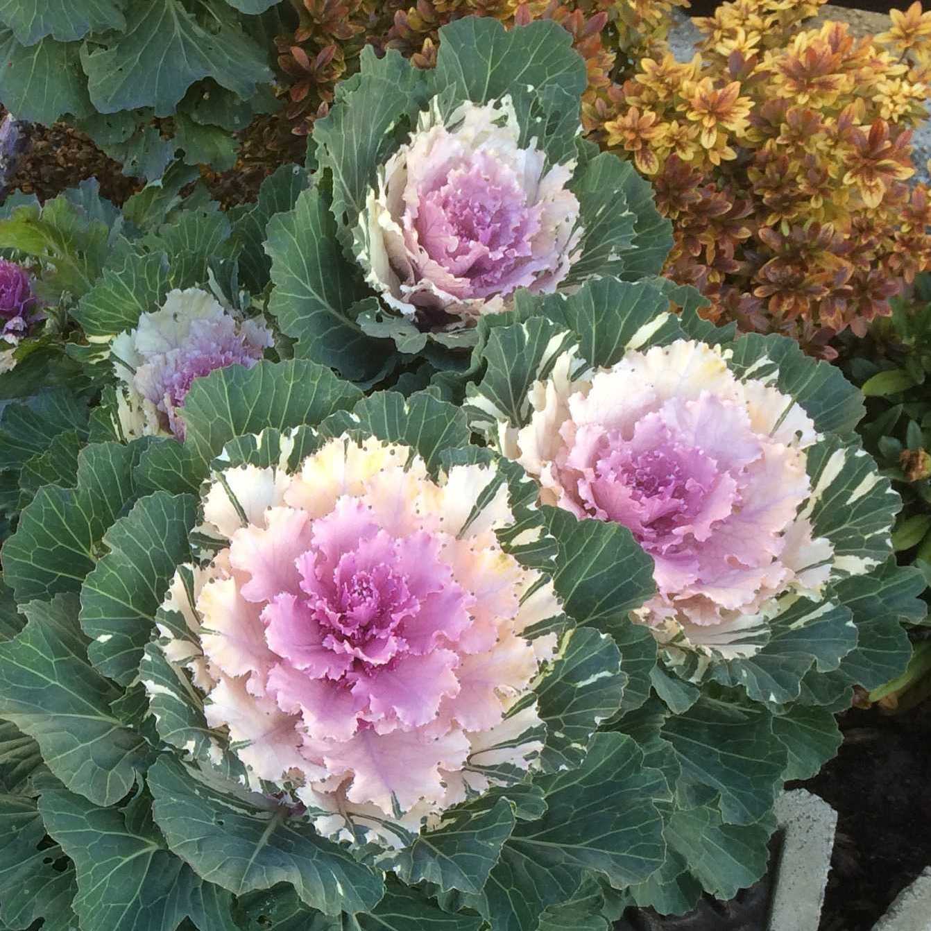 Brassica oleracea var. acephala f. tricolor TK'S NOVELTY PLANTS 楽天ブログ