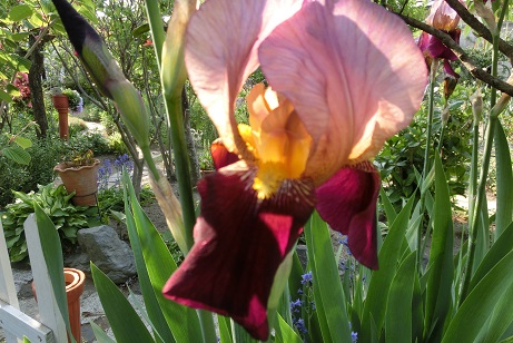 ジャーマンアイリス