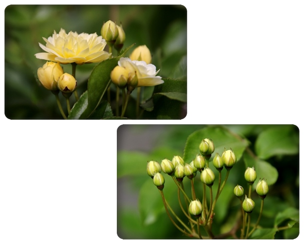 実家の庭-4 モッコウバラ 16.4.25