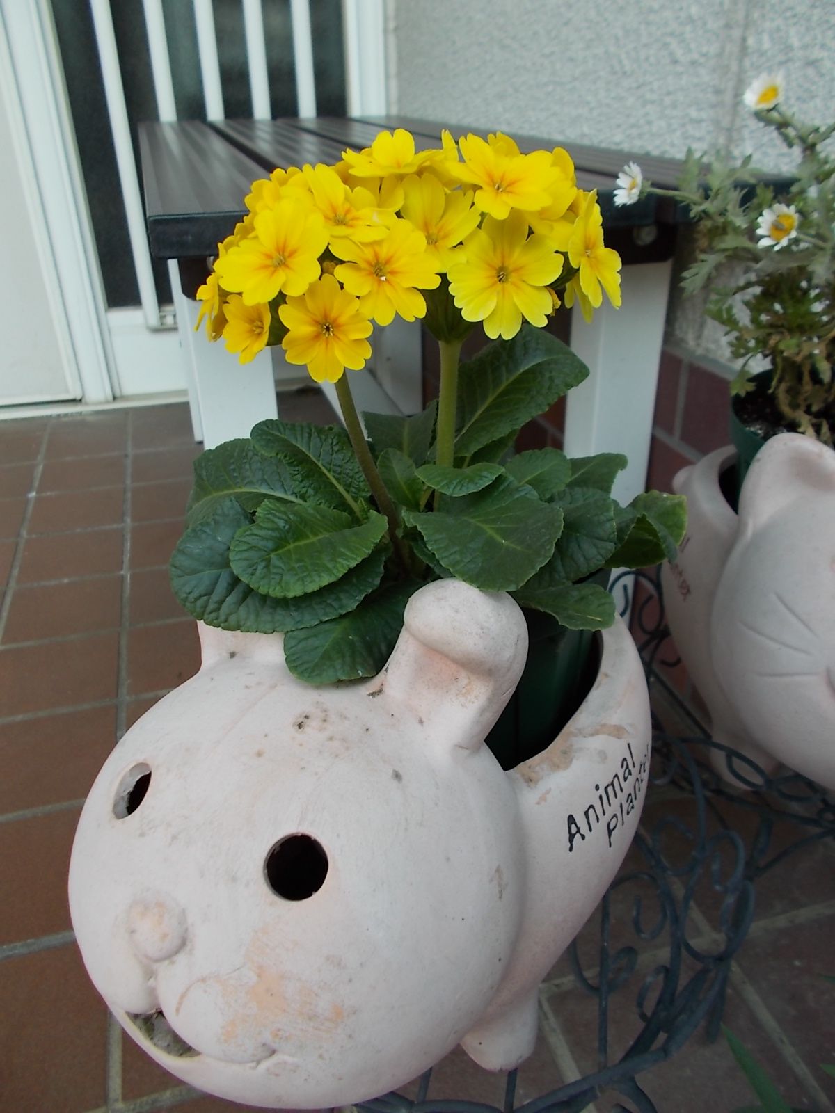 ガーデンプリムラ アラカルトシュシュ は微かに香ります バラを咲かせることが好き 楽天ブログ