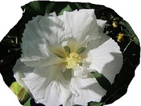 花２フヨウ.jpg