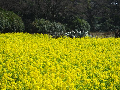 浜離宮恩賜庭園の菜の花