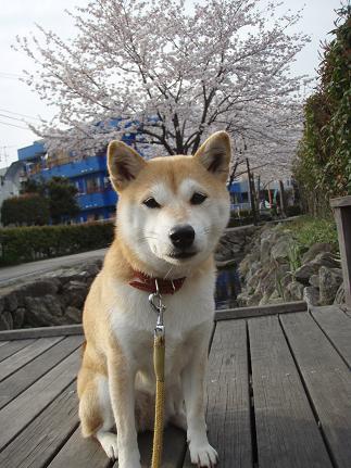 中年太りに突入