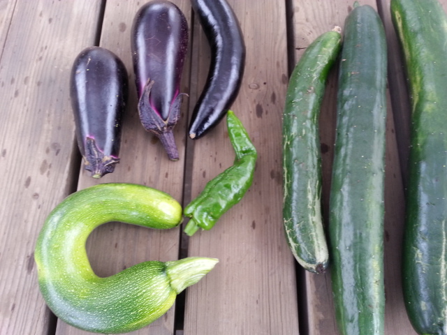 20130626収穫なすキュウリ.jpg