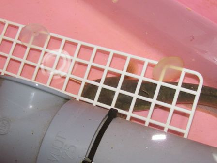 16.01.03コナマ３.JPG