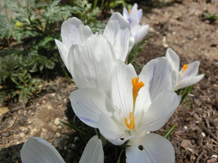白いクロッカス