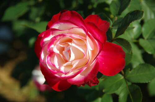 生田緑地ばら苑の秋薔薇