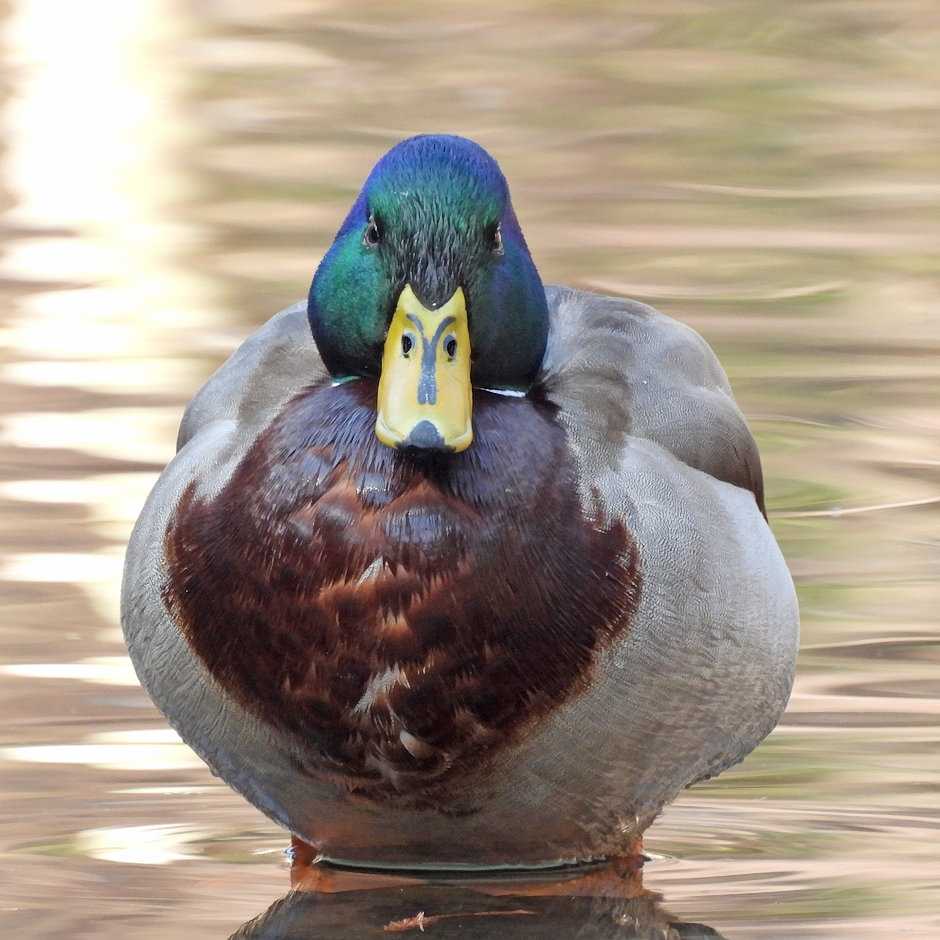 お散歩 野鳥観察18 名前は未だに無し 楽天ブログ