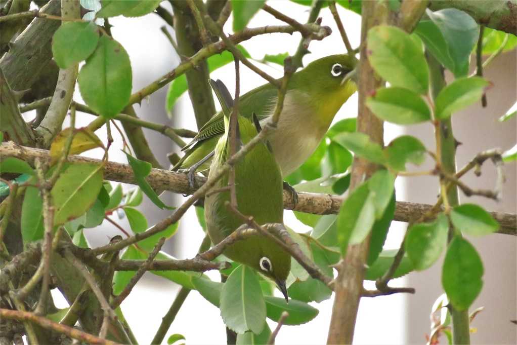 庭の野鳥;蜜柑メジロ、仲良しメシロ、万両ヒヨドリ、土浴びスズメ。 | 大分金太郎の花鳥蝶月 - 楽天ブログ
