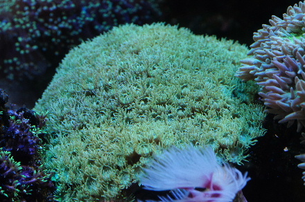 2013_0322ｽﾘﾊﾞﾁ0003.JPG