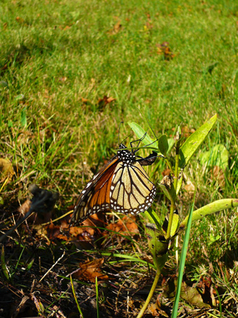 monarch female2 (092212).jpg