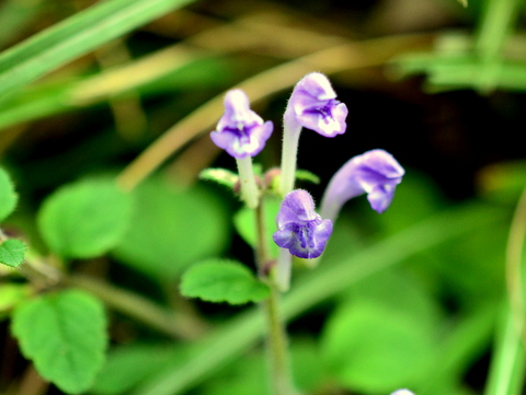 オカタツナミソウの花