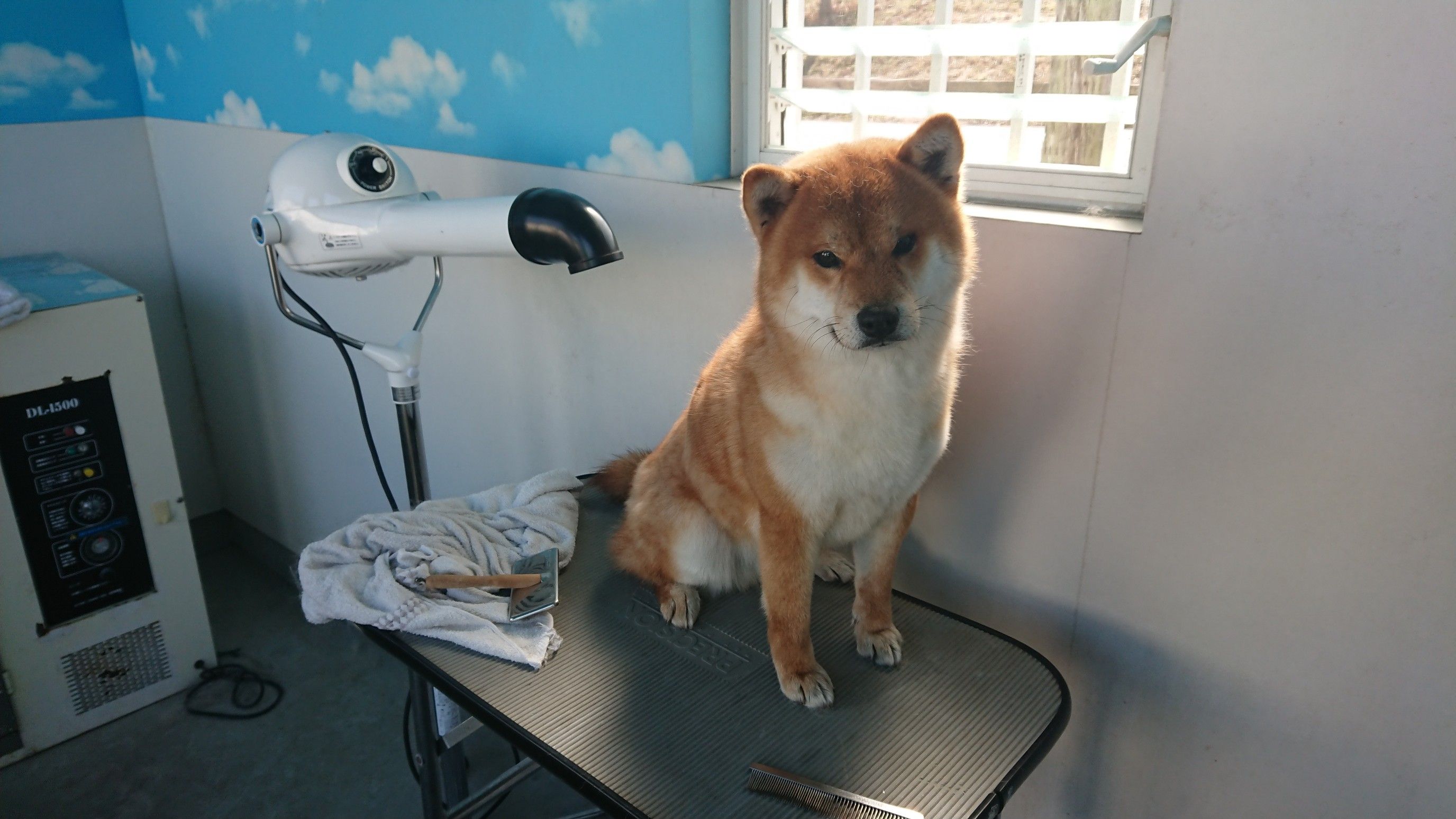 セルフシャンプールーム 柴犬 美濃乃里荘 楽天ブログ