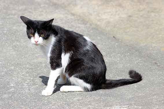 我が家のニャンコ♪2015/8/24-2