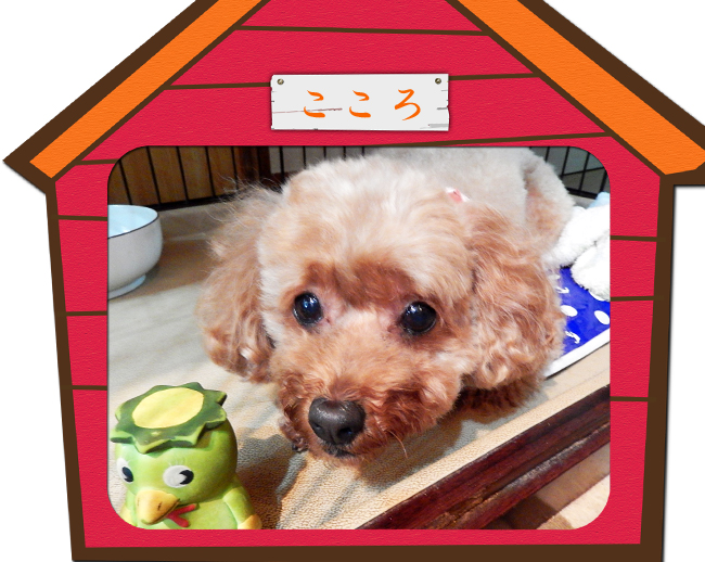 こころ24