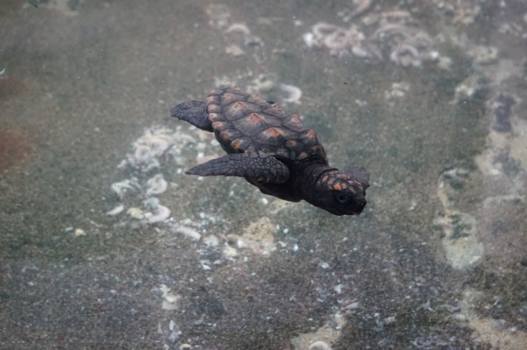 大浜海岸のアカウミガメおよびその産卵地「国の天然記念物」「日本の渚