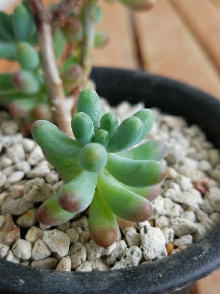 虹の玉、オーロラ、乙女心。夏の顔になってきたね。 | デルオの 虹の玉、オーロラ、乙女心。夏の顔になってきたね。 | デルオの