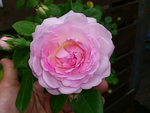 ジャスミーナ　2013.5.13A.jpg