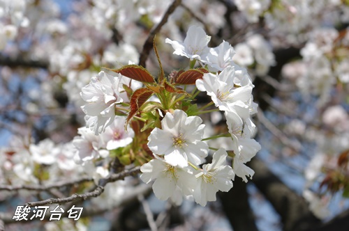 浜離宮恩賜庭園の八重桜