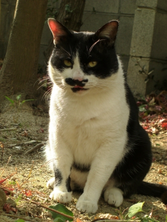 チャーリー正面