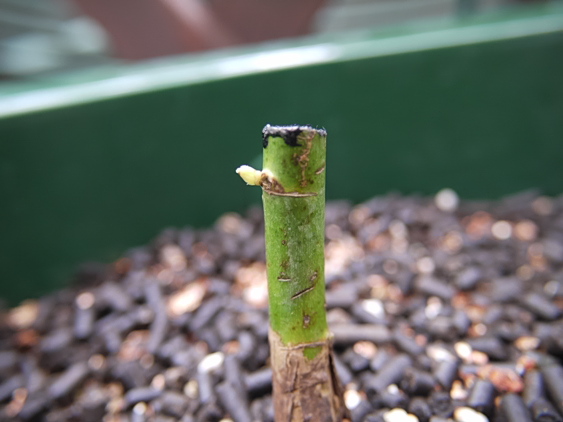 裸苗（抜き苗）