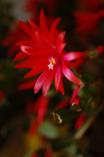 赤いシャコバサボテンの花