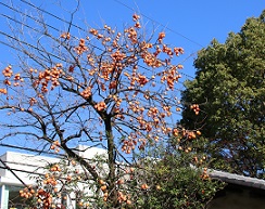 IMG_5541-2.jpg