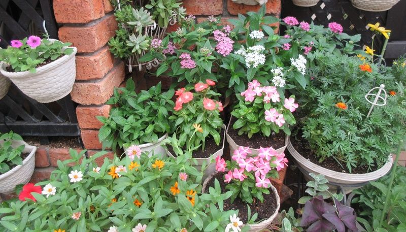 日々草とペンタスの花壇になりました 私の好きなお花の紹介 狭い庭を花いっぱいにする育て方 楽天ブログ