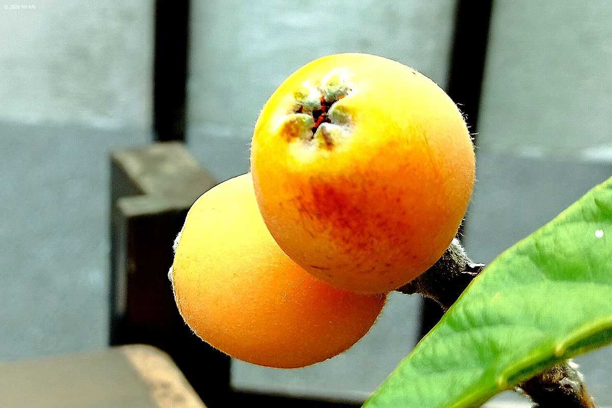 ビワ（枇杷、バラ科）