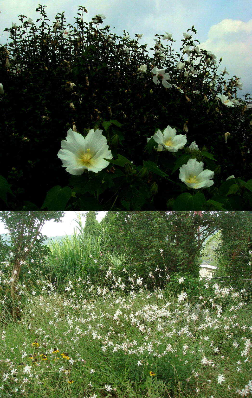 _c0813真夏の白い花.jpg