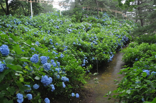 紫陽花