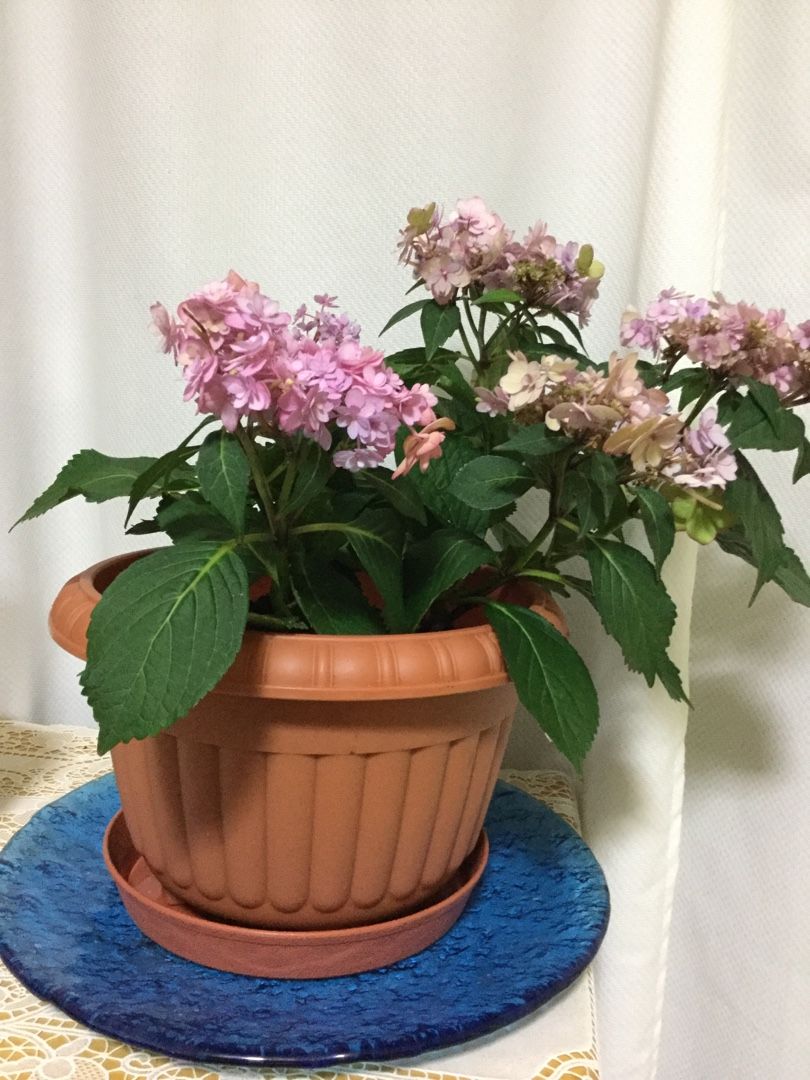 紫陽花 一回り大きな鉢に植え替えました 日頃の想い 楽天ブログ