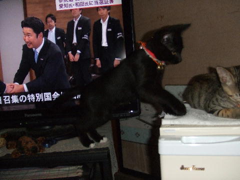 猫5.JPG