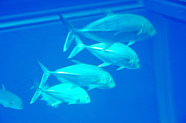 魚５