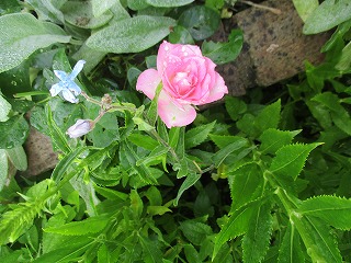 IMG_4769ss.jpg