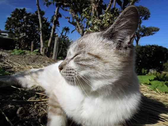 我が家のニャンコ♪2013/11/28-2