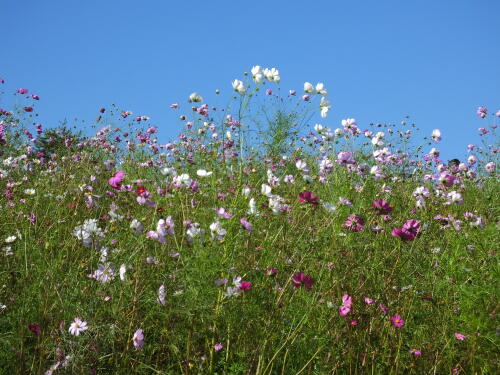 花の丘のコスモス