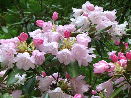石楠花01.jpg