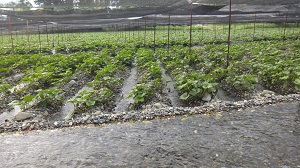 DSCF1379.JPG